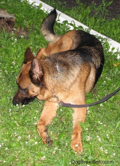 A tan and black shepherd laying down smelling the green grass with a white gutter downspout behind him
